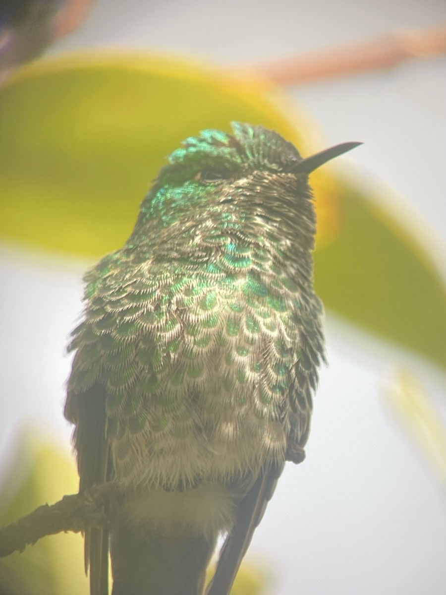 Yeşil Kuyruklu Kolibri - ML617376488