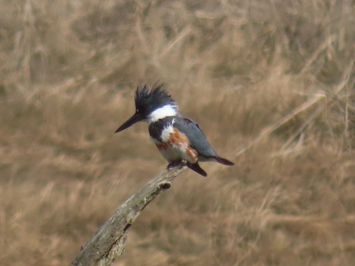 Belted Kingfisher - ML617376533