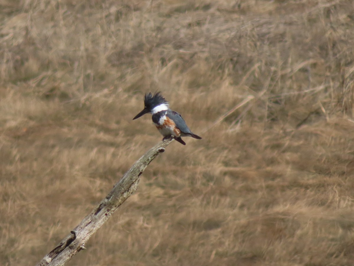 Belted Kingfisher - ML617376534