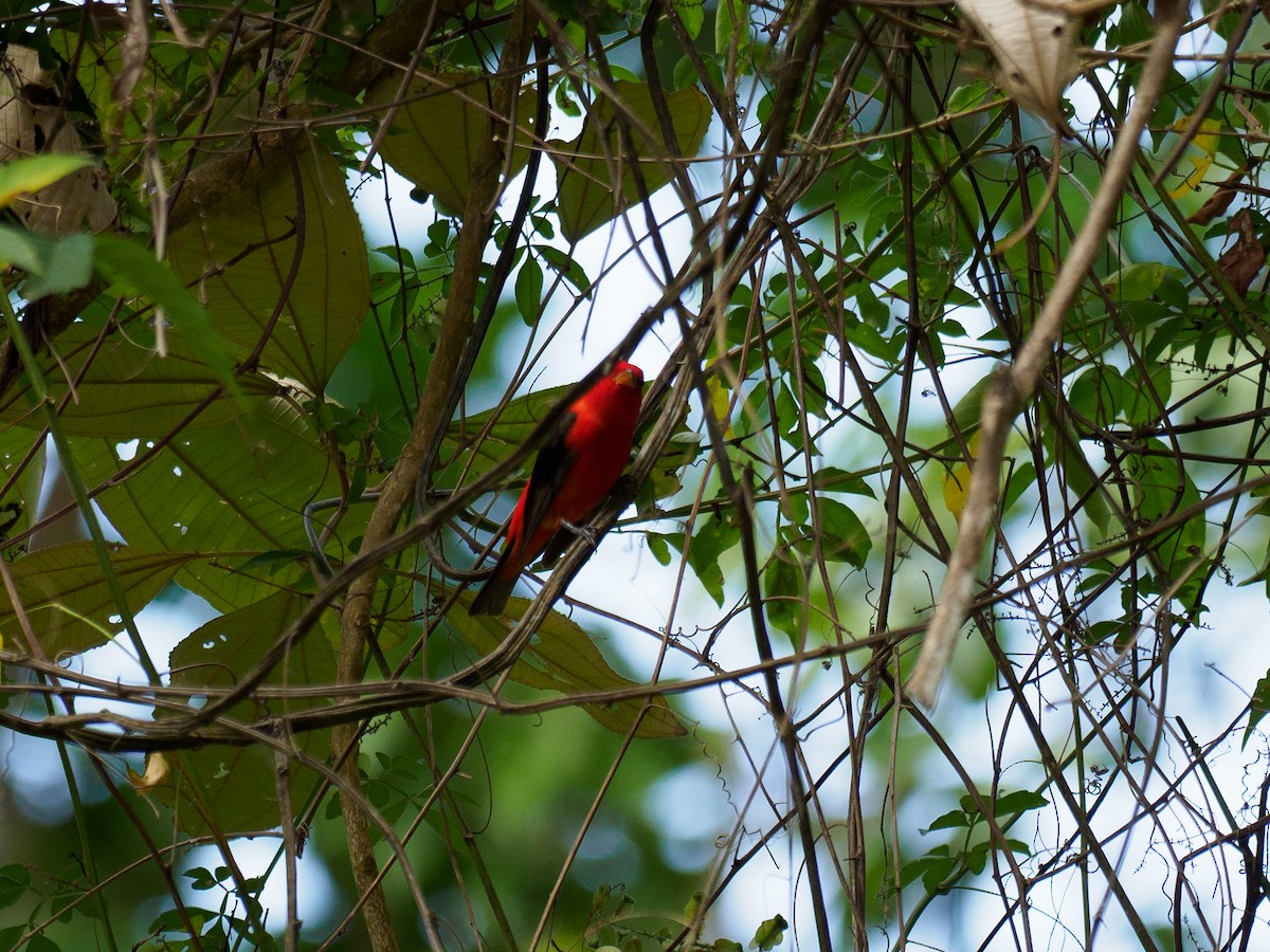 Scarlet Tanager - ML617376537