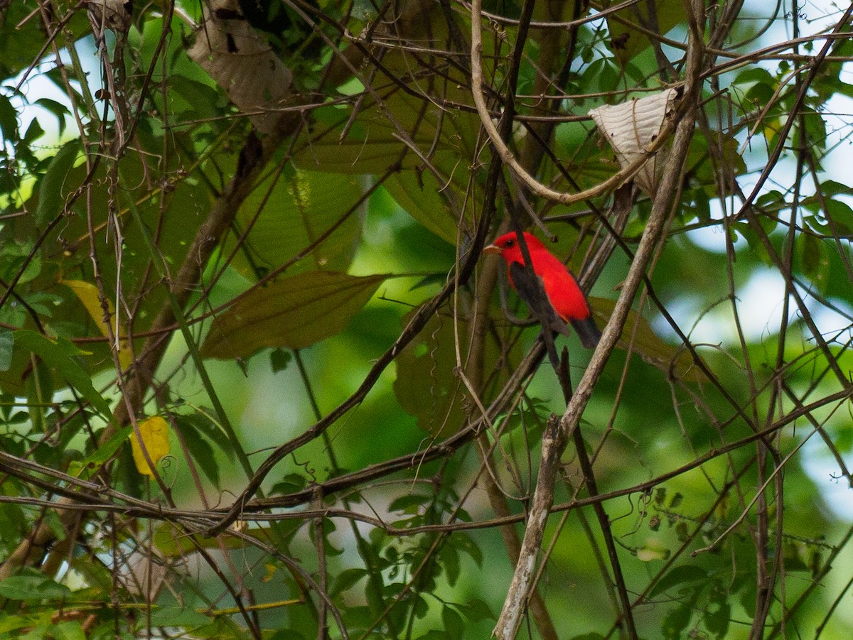 Scarlet Tanager - ML617376543