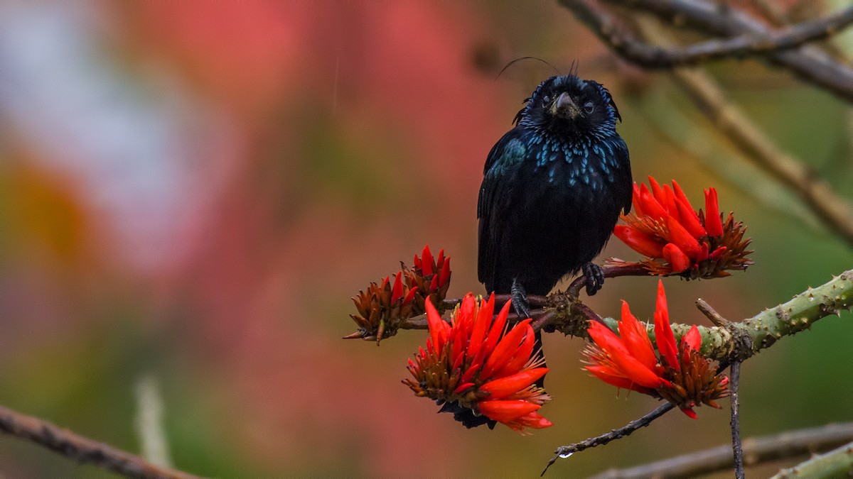 Hair-crested Drongo - ML617376562