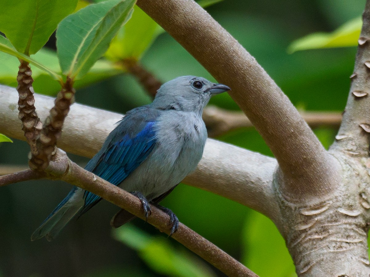 Blue-gray Tanager - ML617376595