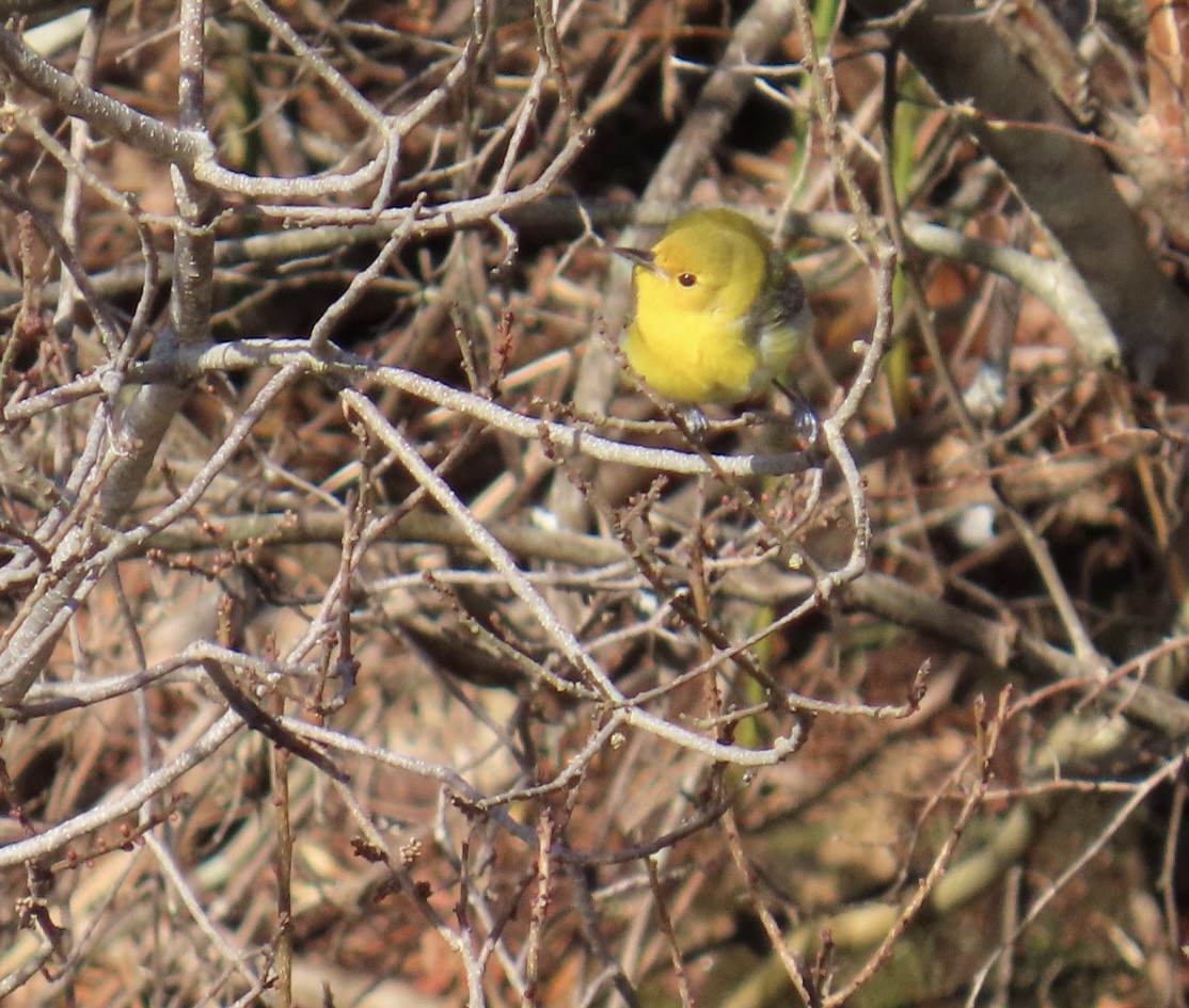 Prothonotary Warbler - ML617376673
