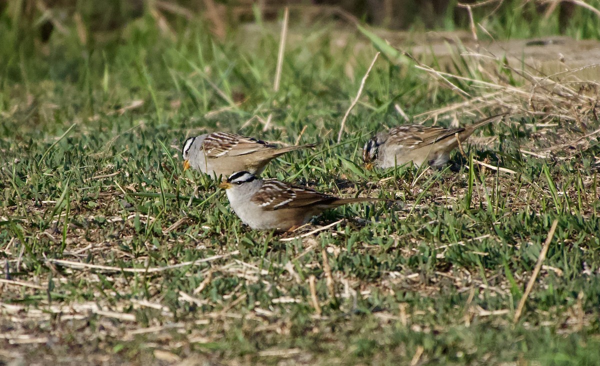 White-crowned Sparrow - Leslie Harris Jr