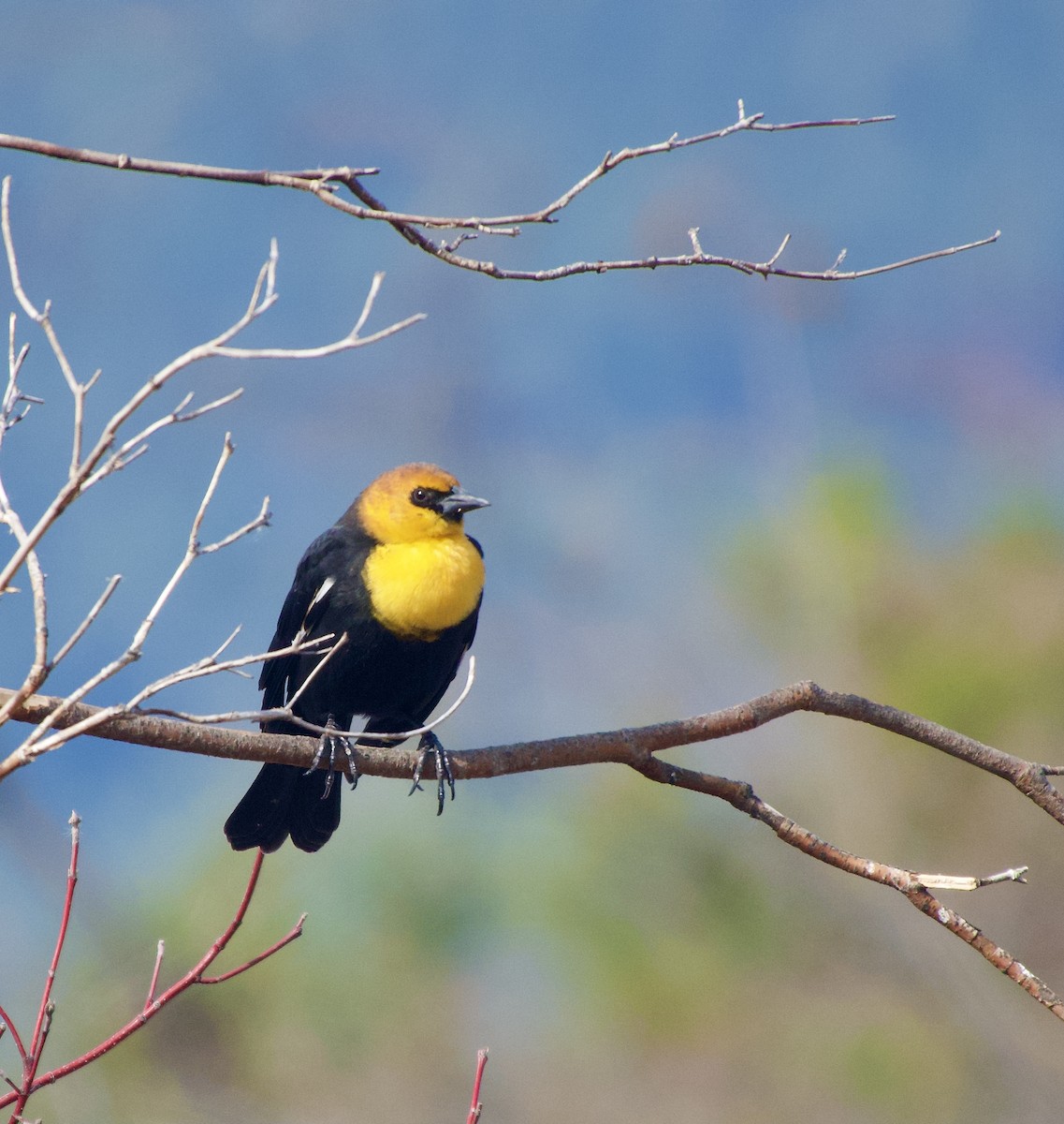 Yellow-headed Blackbird - ML617376753