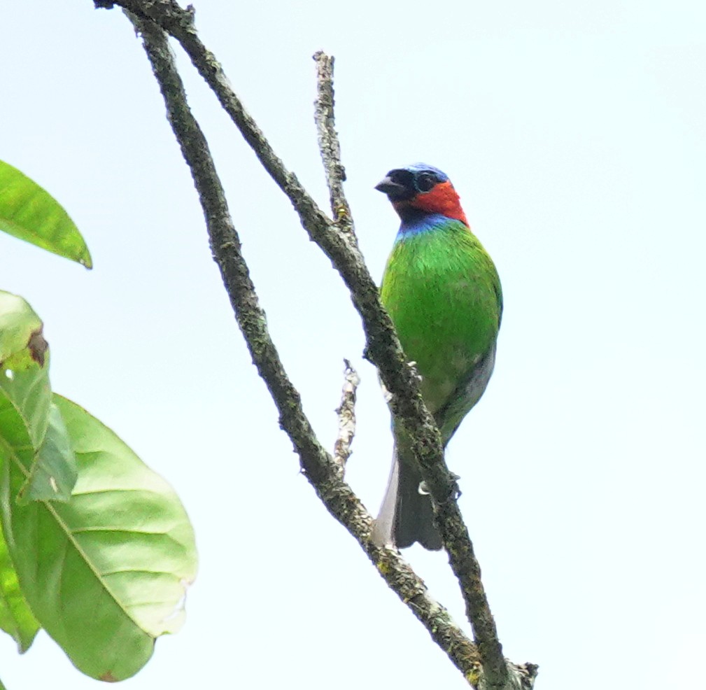Red-necked Tanager - ML617376778
