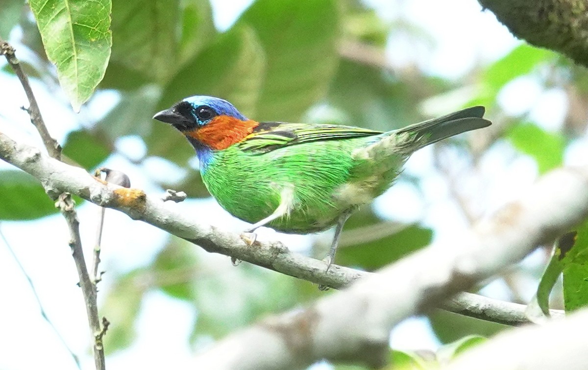Red-necked Tanager - ML617376779