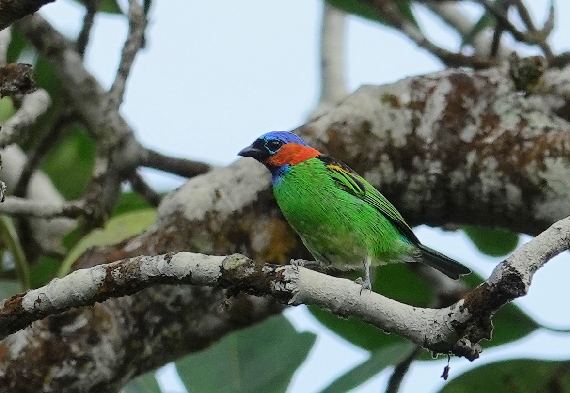 Red-necked Tanager - Joey Kellner