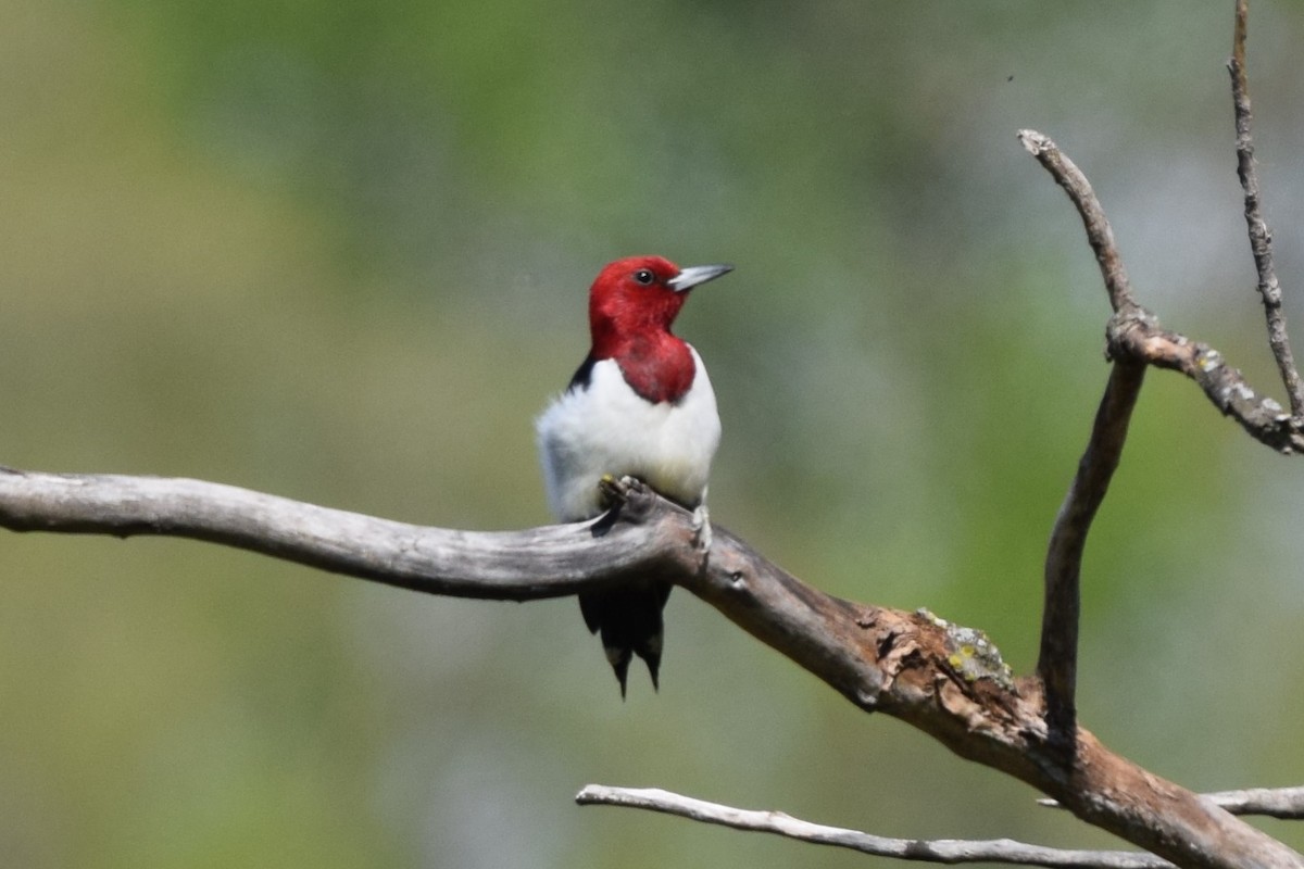 Red-headed Woodpecker - ML617376812
