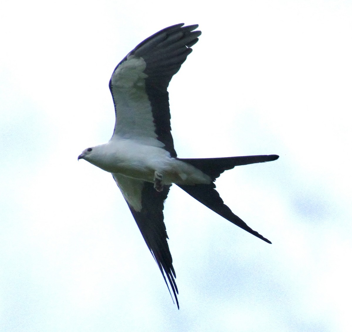 Swallow-tailed Kite - ML617376831