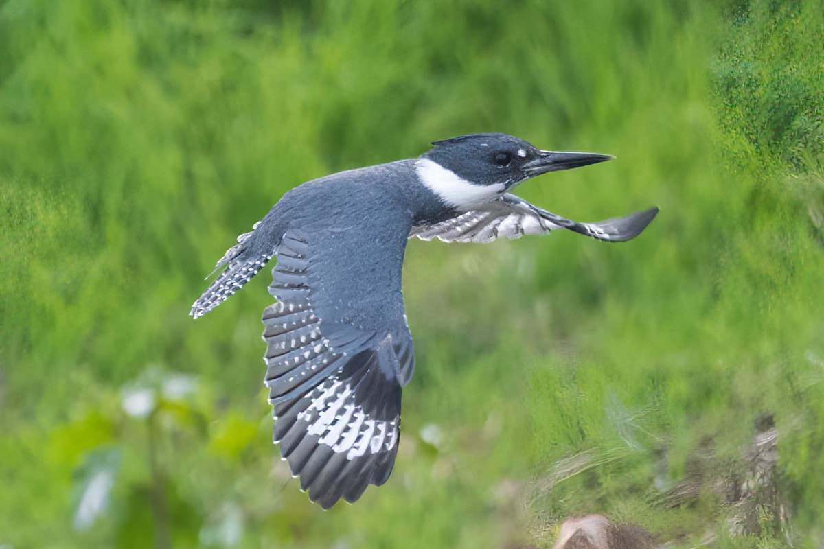 Belted Kingfisher - ML617376860