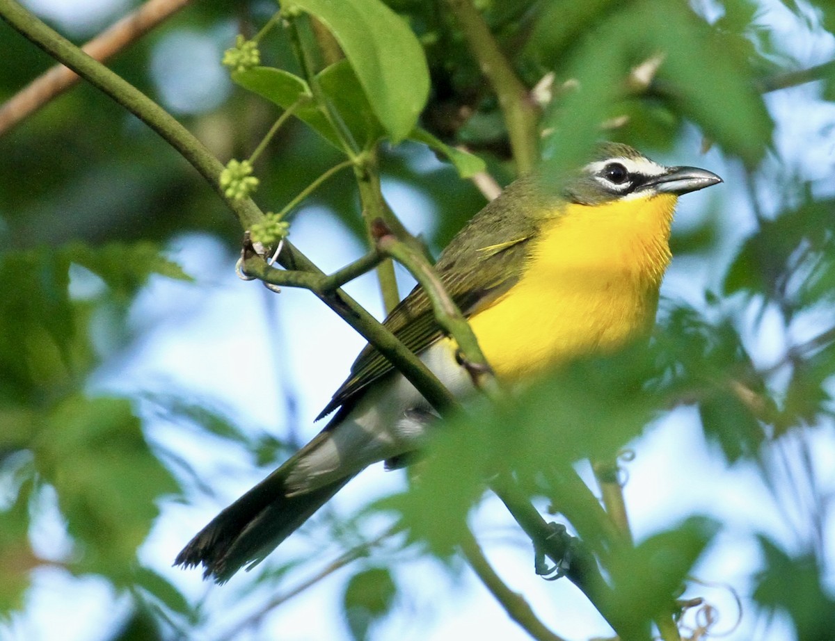 Yellow-breasted Chat - ML617376916