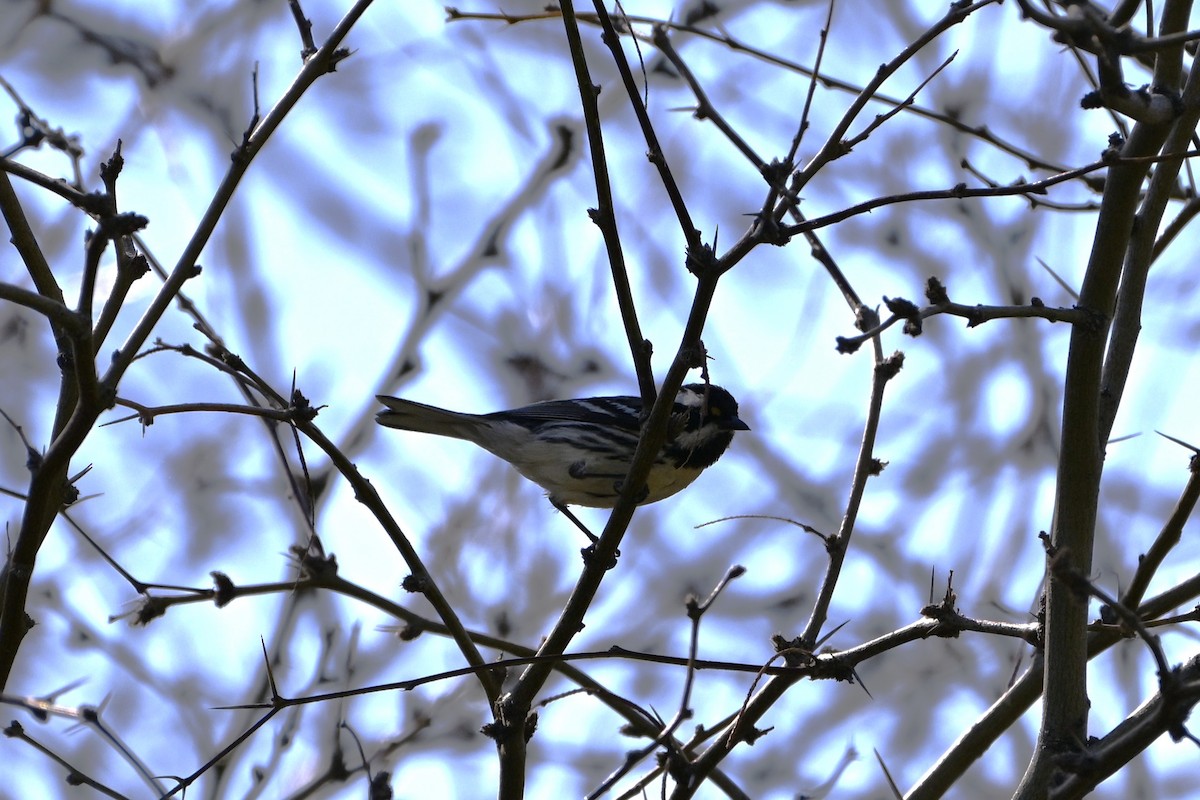 Black-throated Gray Warbler - S J