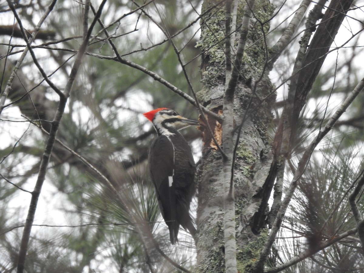 Pileated Woodpecker - ML617377001