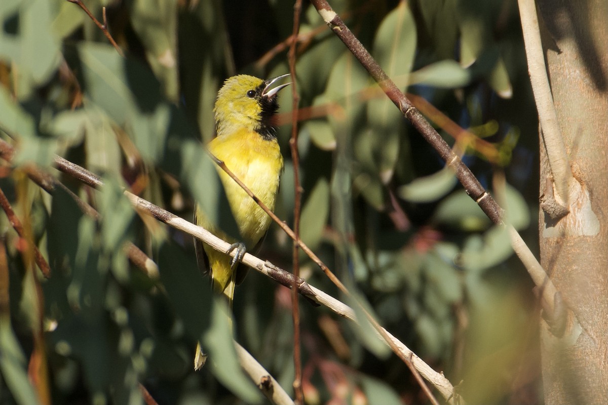 Orchard Oriole - ML617377031