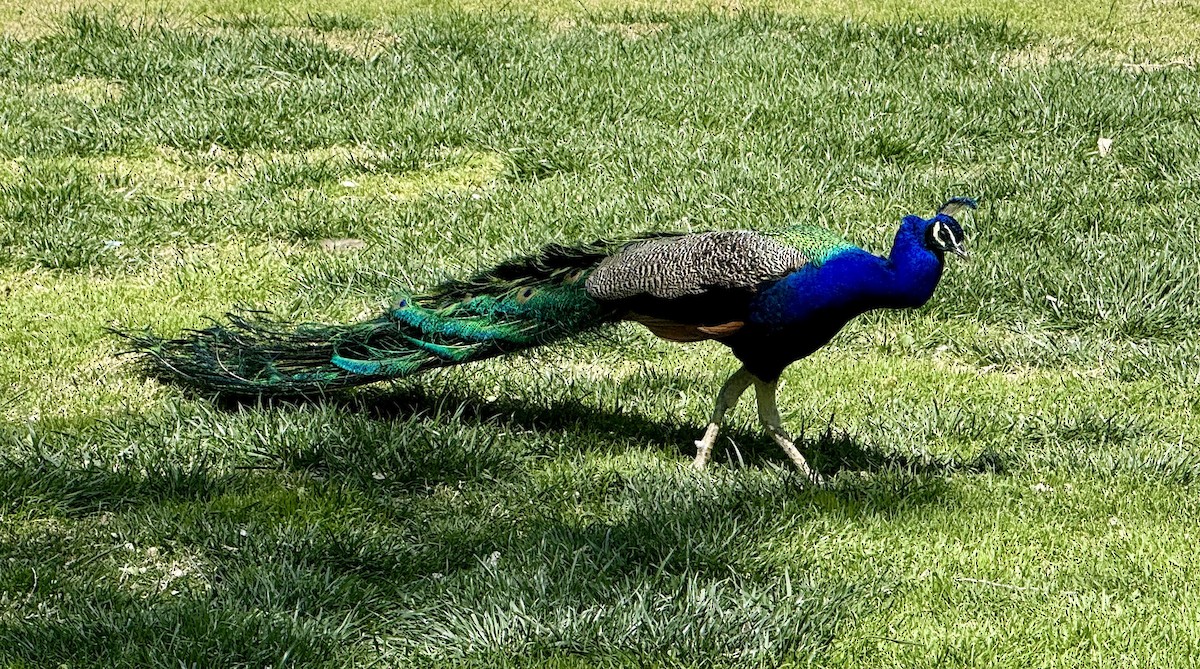 Indian Peafowl (Domestic type) - Michael Plaster
