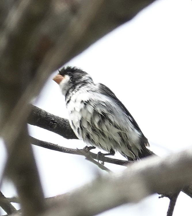 White-throated Seedeater - ML617377078