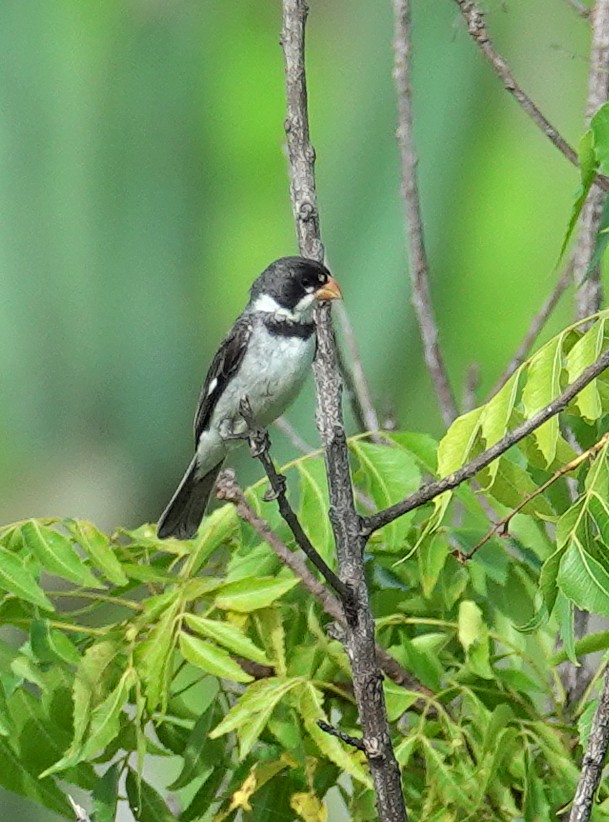 White-throated Seedeater - ML617377192