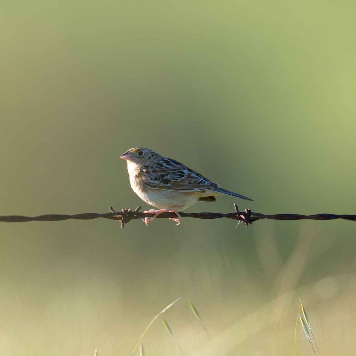 Grasshopper Sparrow - ML617377302