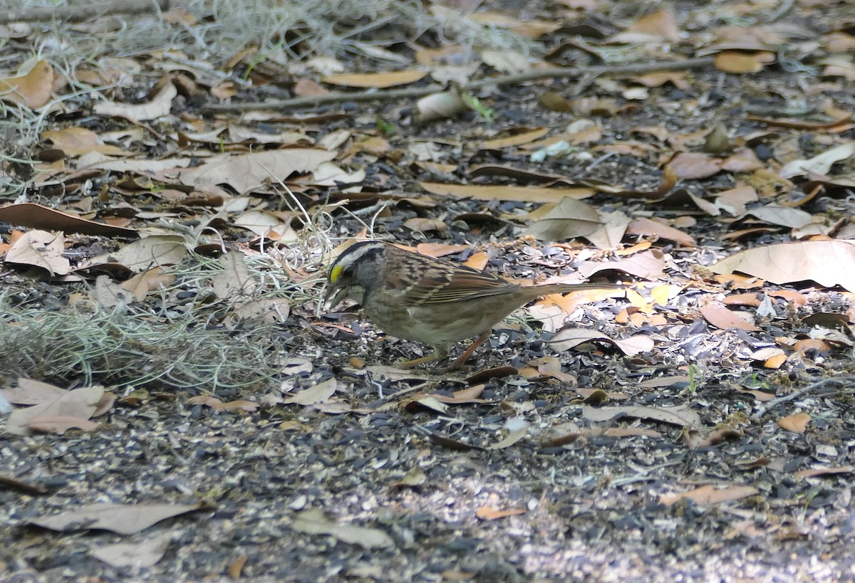 White-throated Sparrow - ML617377336