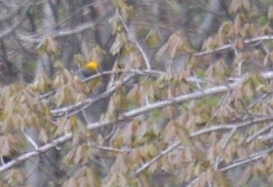 Prothonotary Warbler - ML617377414