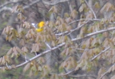 Prothonotary Warbler - ML617377415