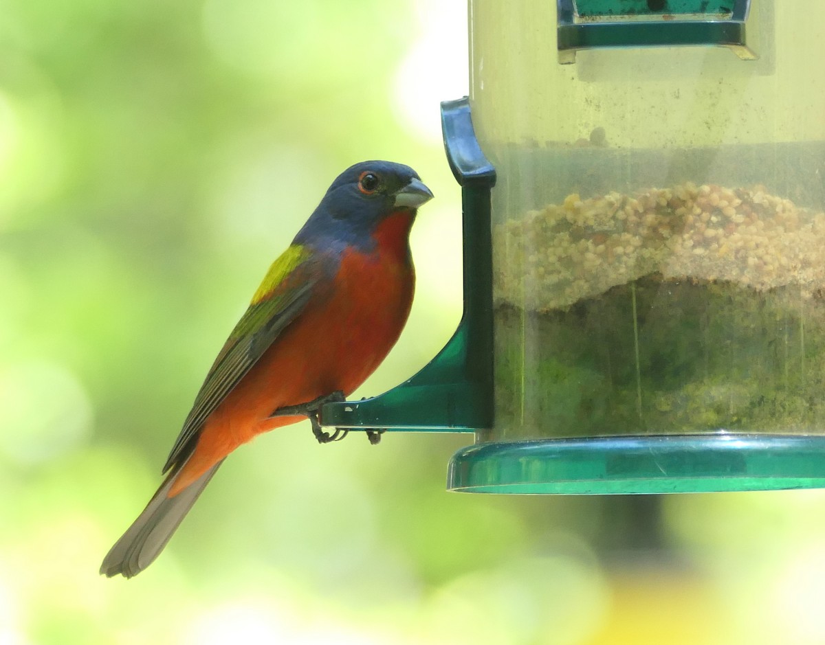 Painted Bunting - ML617377467