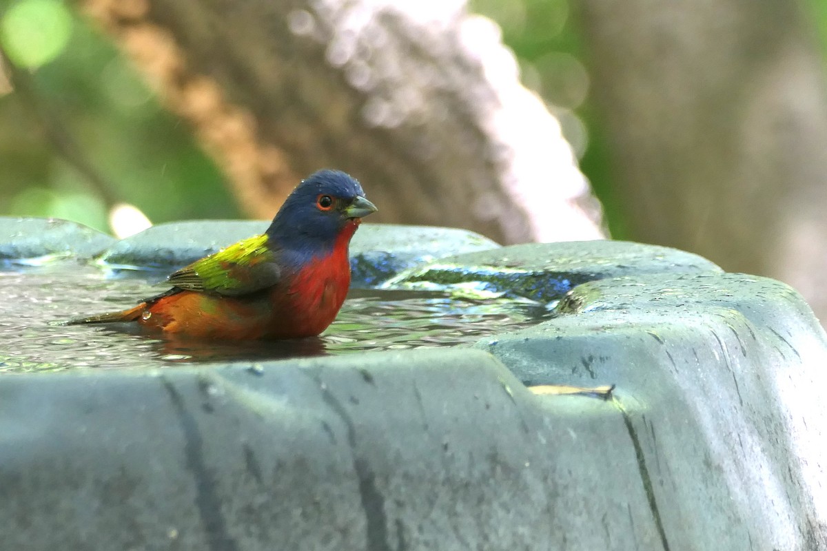 Painted Bunting - ML617377468