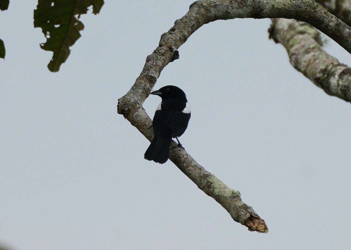 White-shouldered Tanager - ML617377583