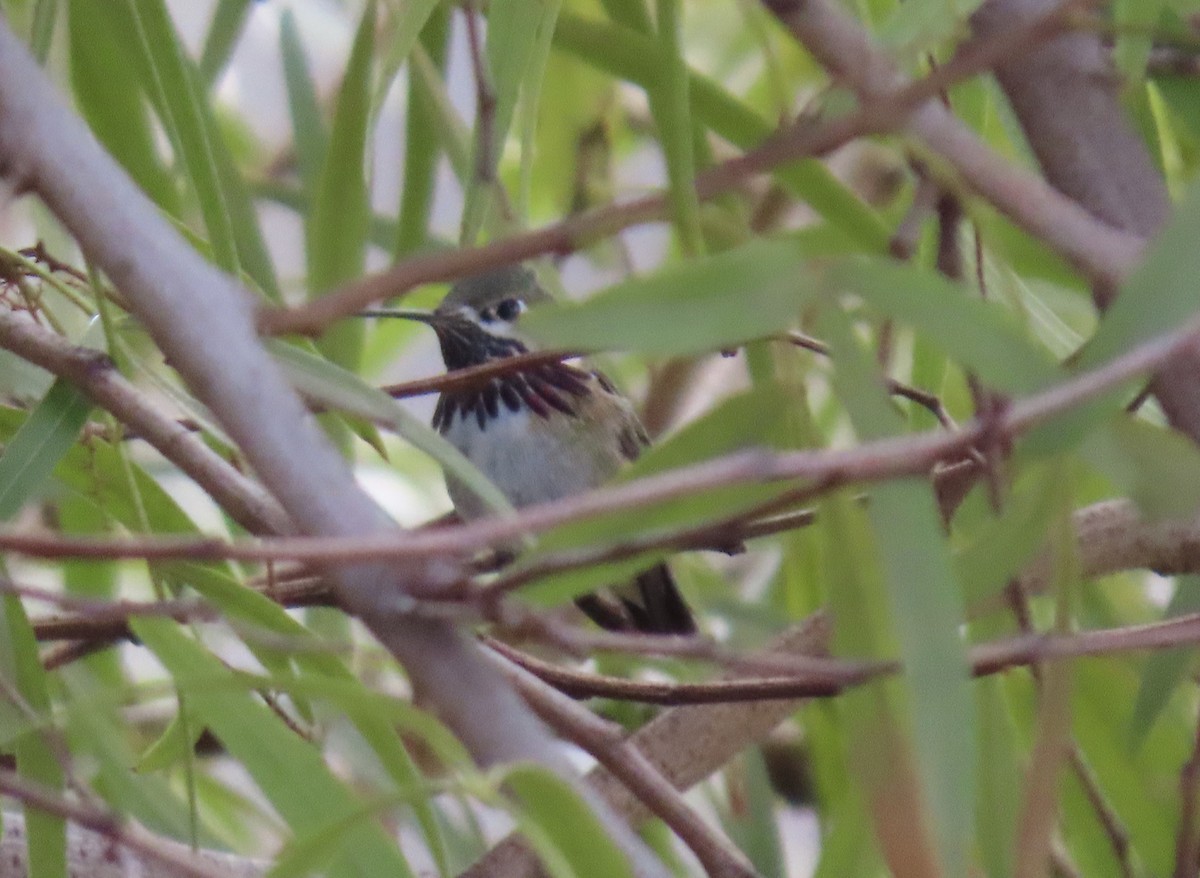 Calliope Hummingbird - karen pinckard