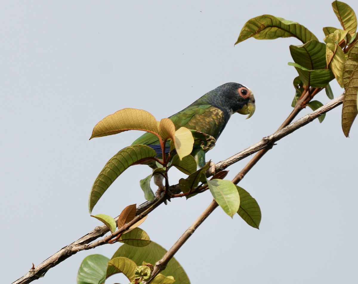 White-crowned Parrot - Taylor Abbott