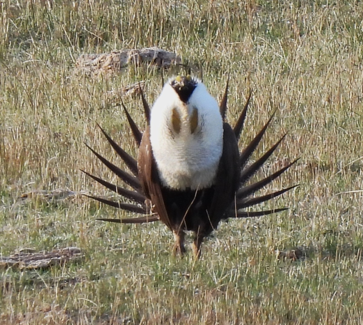 Greater Sage-Grouse - ML617377629
