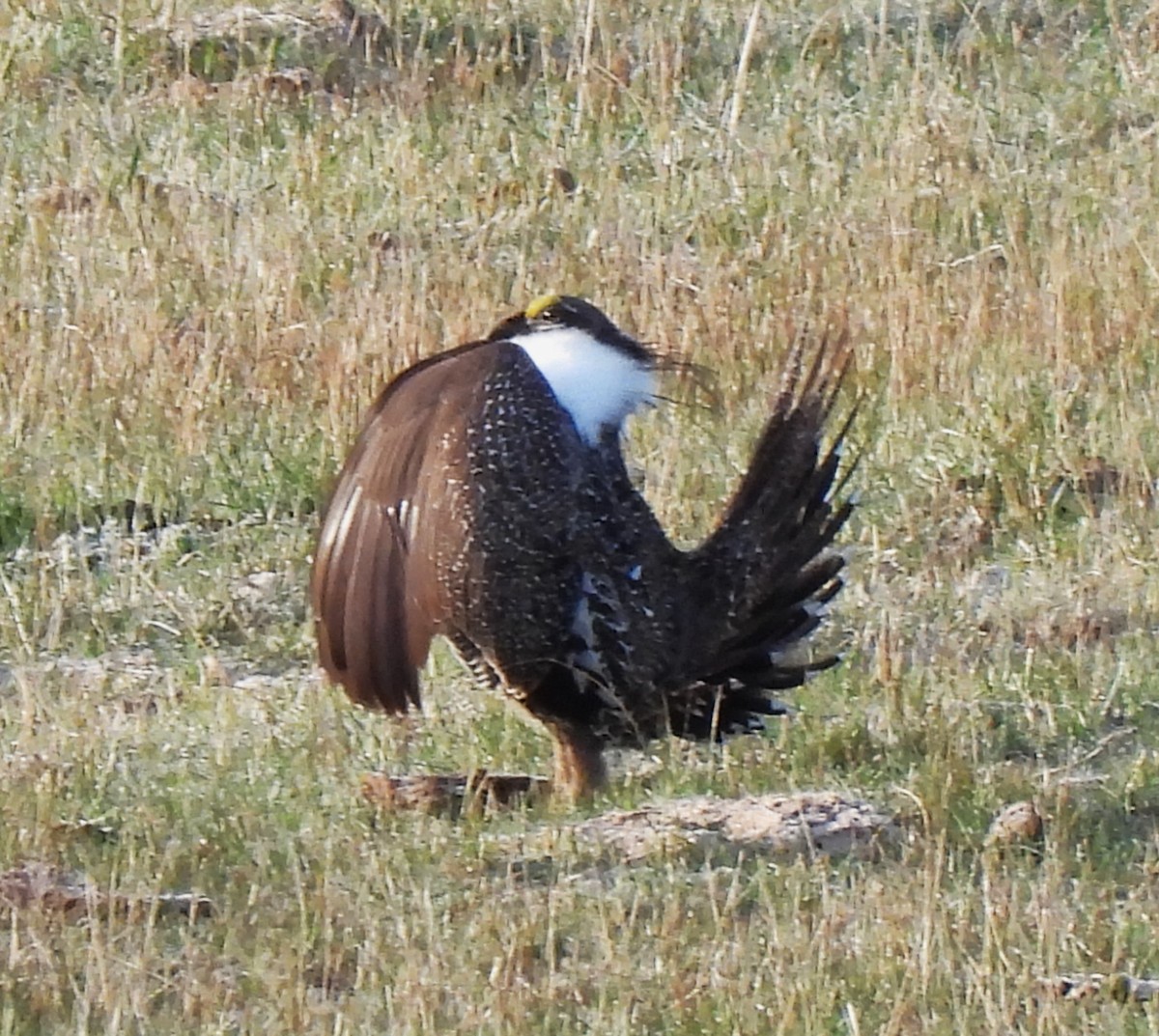 Greater Sage-Grouse - ML617377631