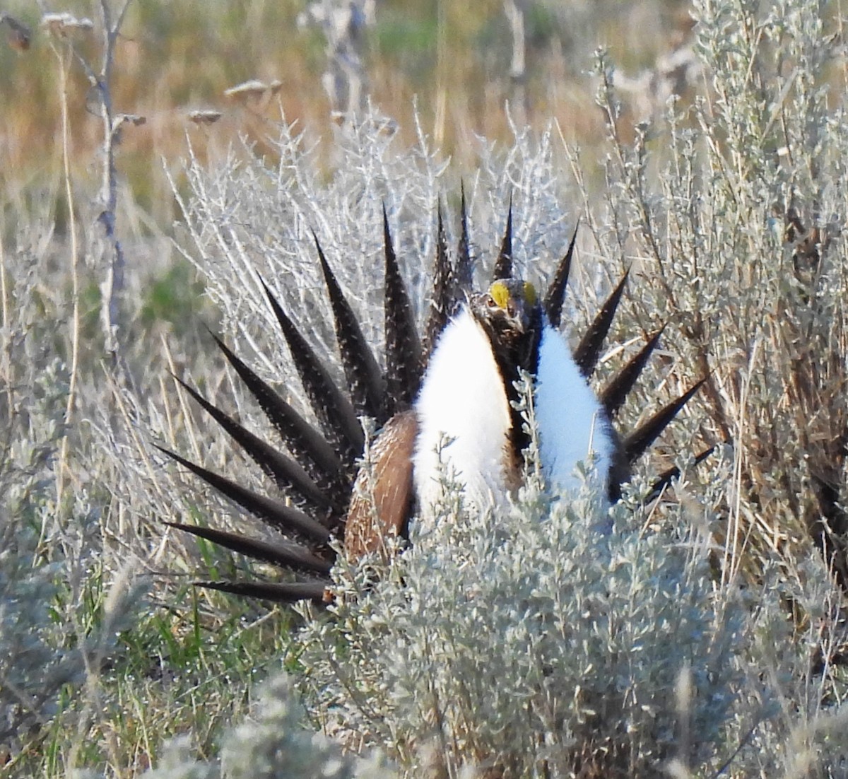 Greater Sage-Grouse - ML617377632