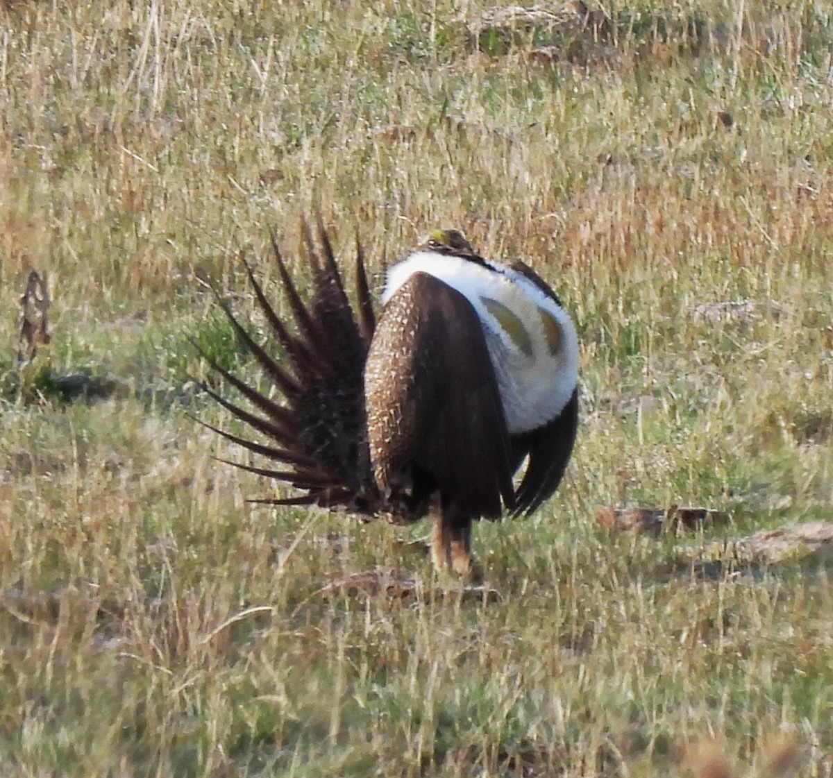 Greater Sage-Grouse - ML617377633