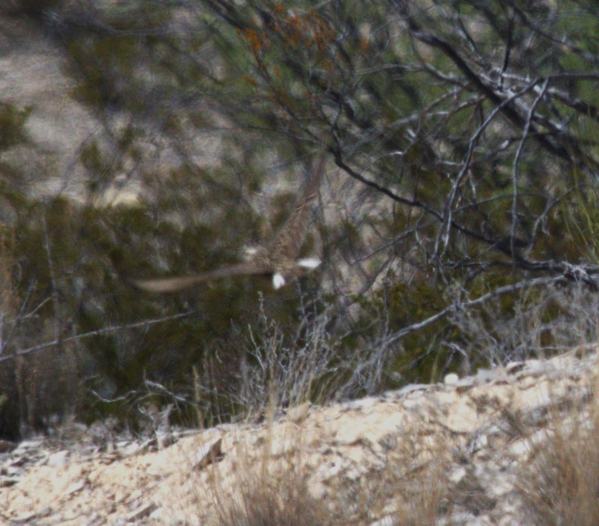 Chihuahuan Meadowlark - jeff effinger