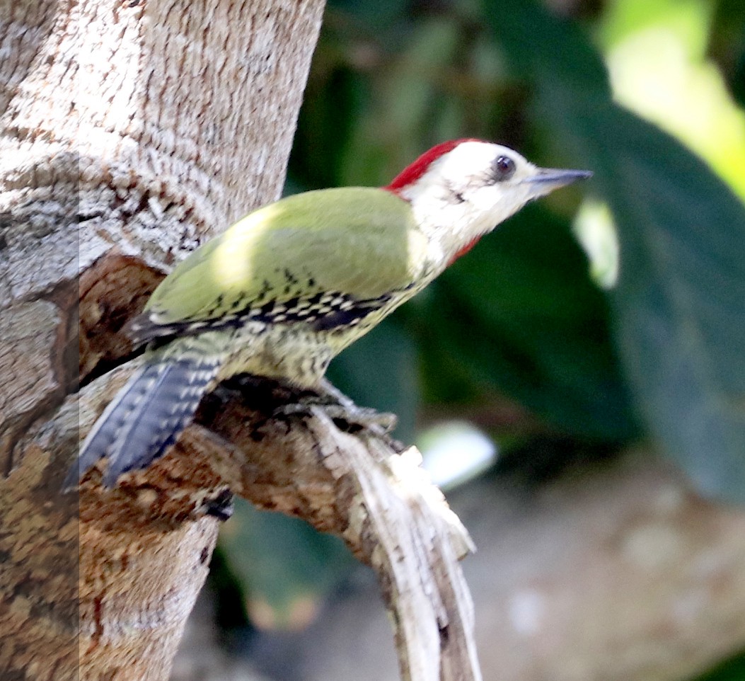 Cuban Green Woodpecker - ML617377780