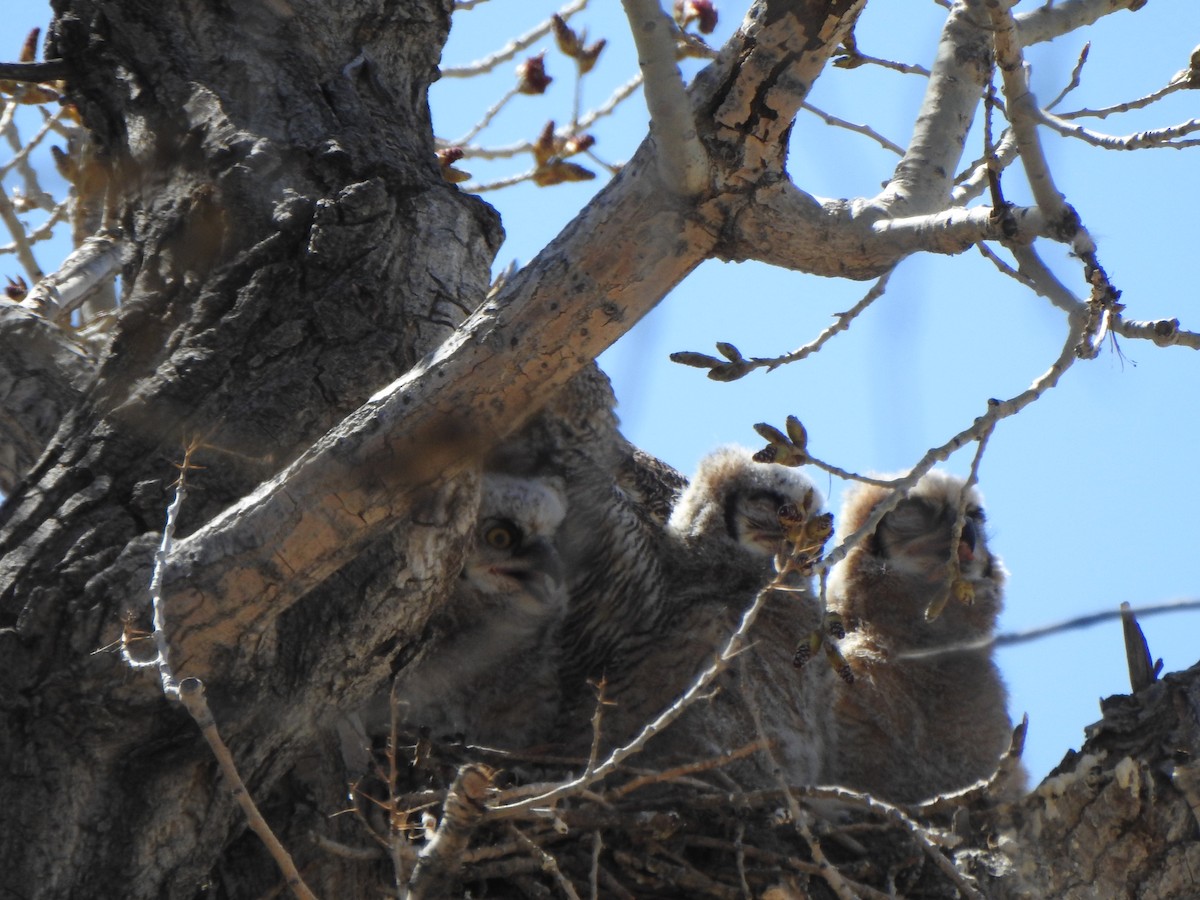 Great Horned Owl - ML617377853