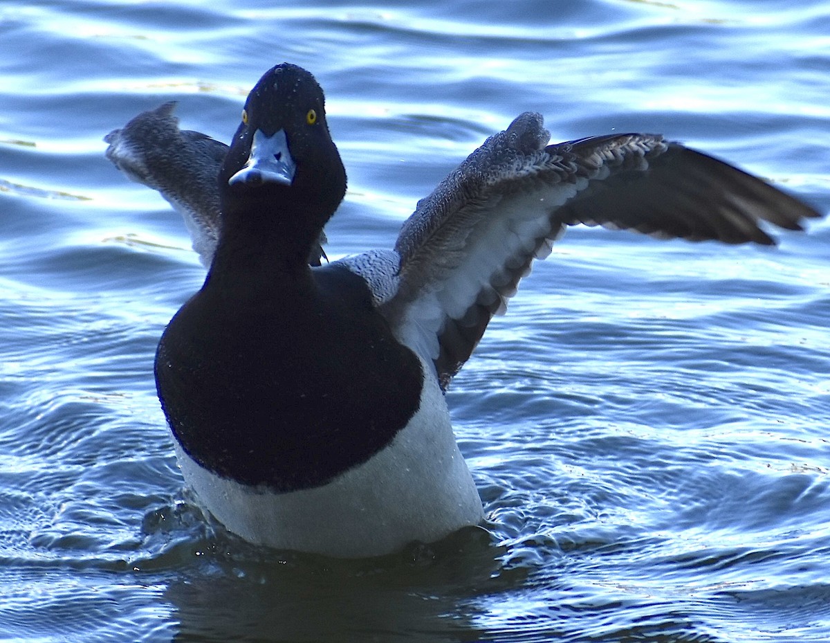 Ring-necked Duck - ML617377908