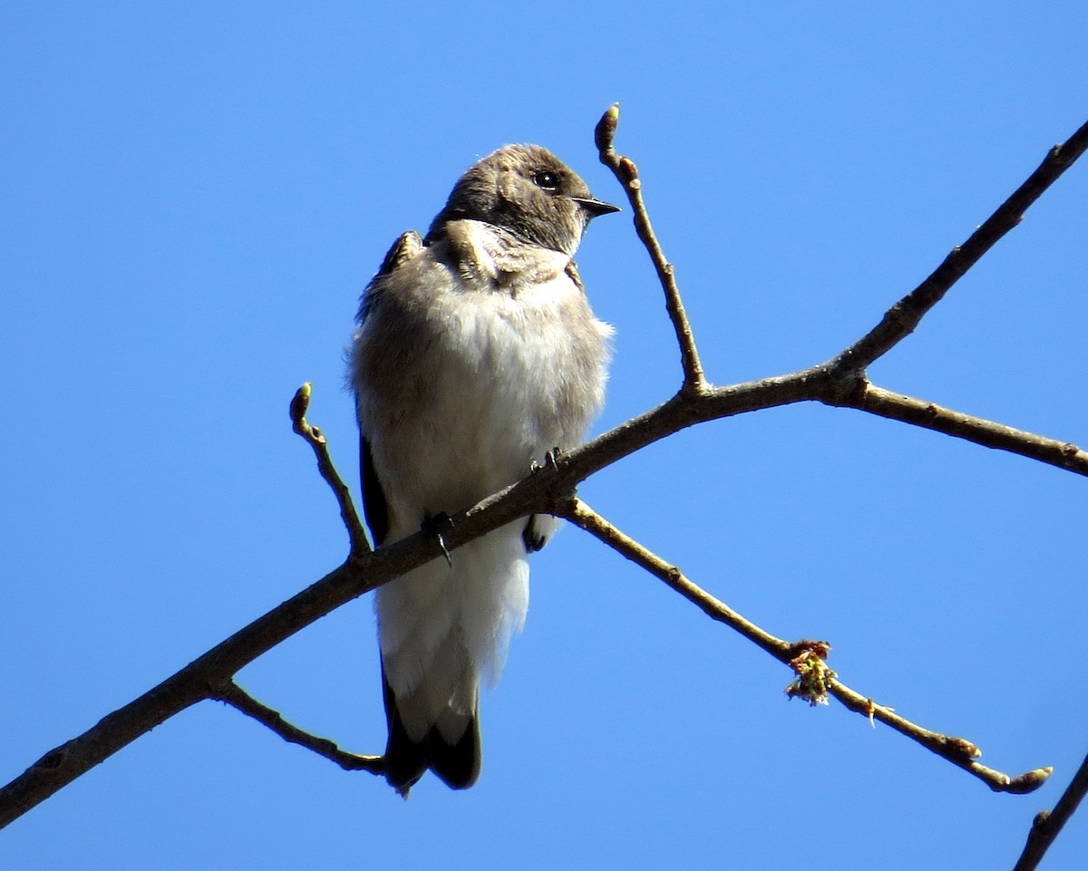 Northern Rough-winged Swallow - Pam Campbell