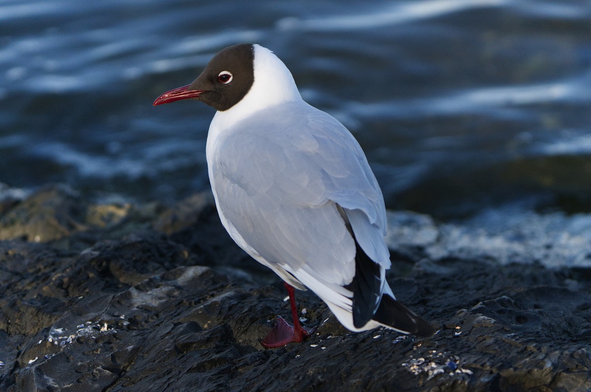 Mouette rieuse - ML617377990