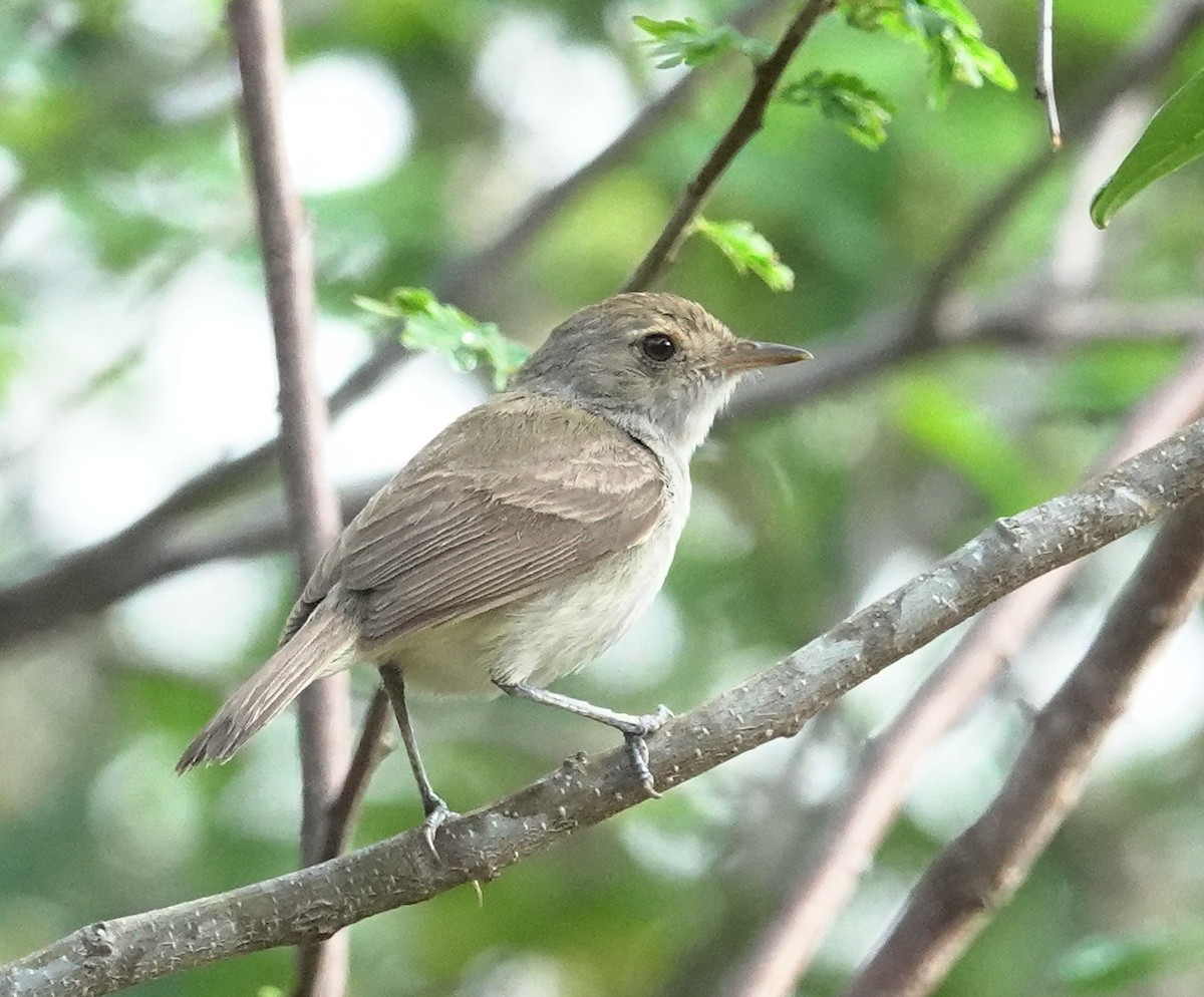 Fulvous-crowned Scrub-Tyrant - ML617377991