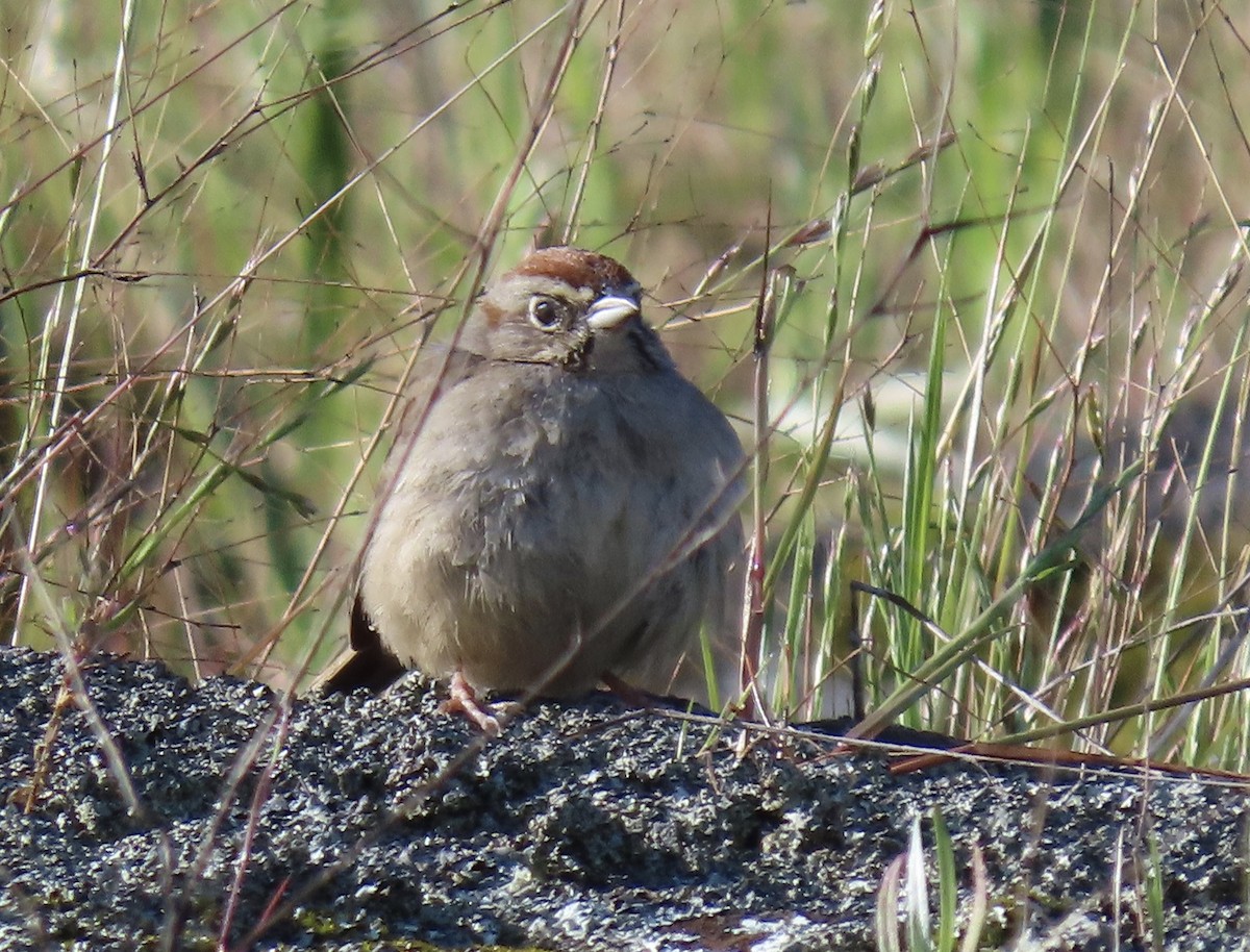 Rufous-crowned Sparrow - ML617378012