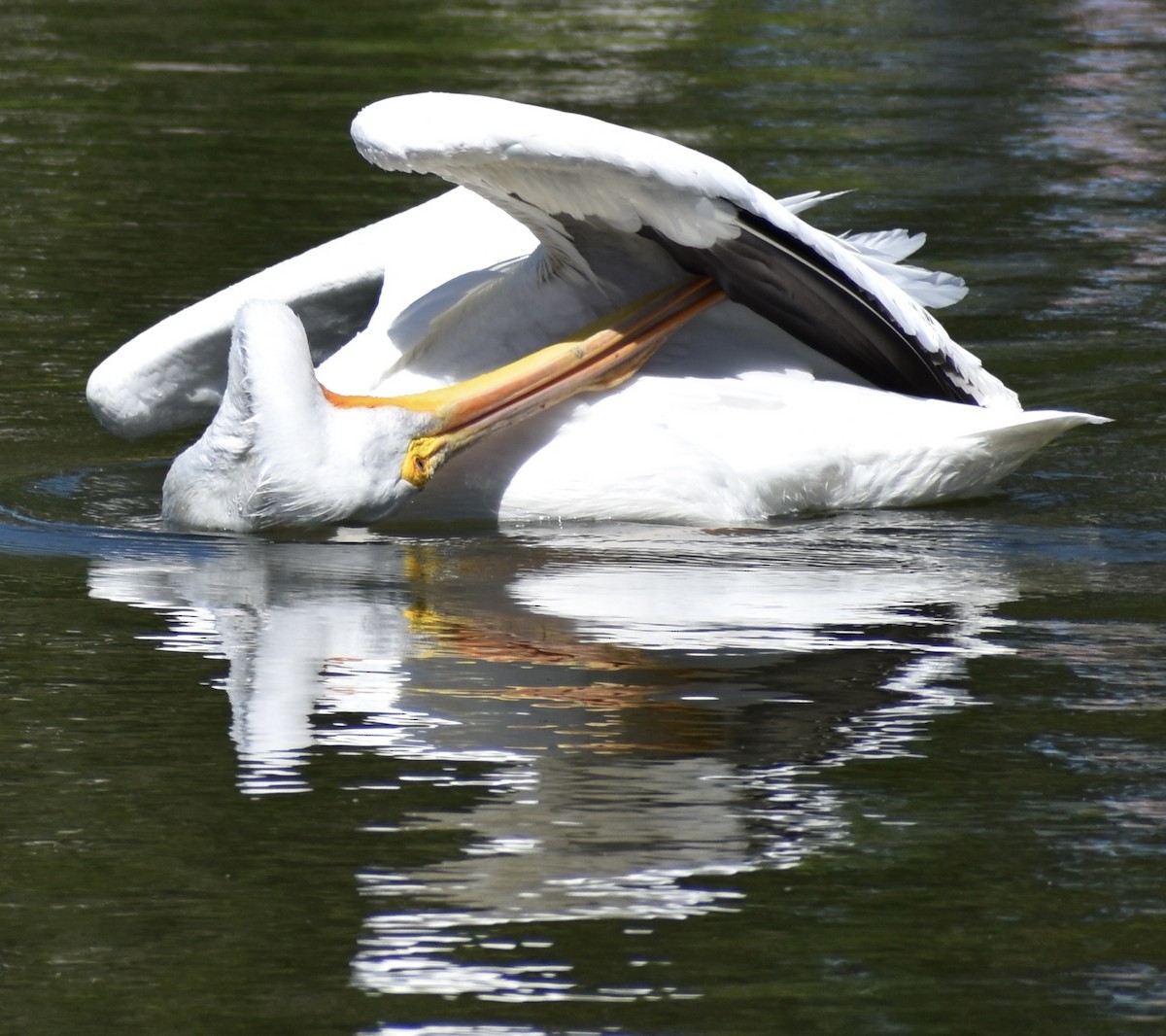 pelikán severoamerický - ML617378020