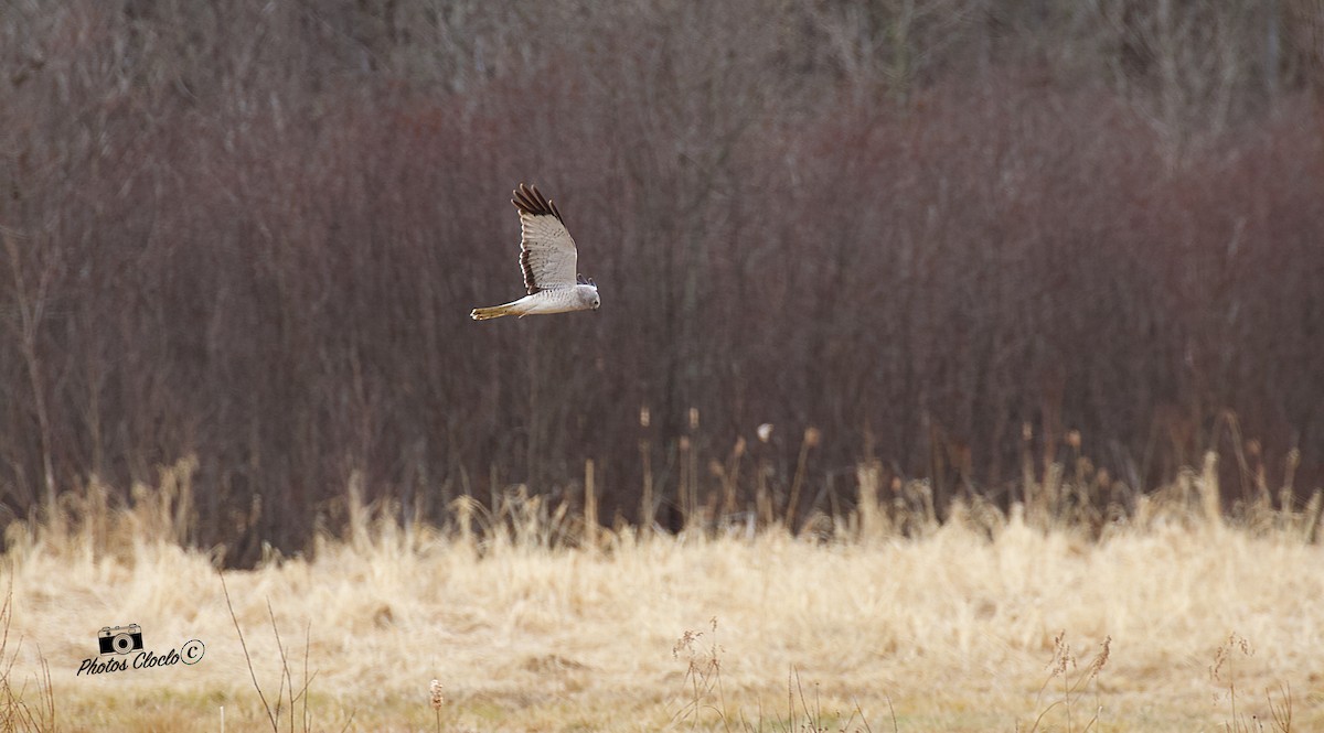 Northern Harrier - Claudine Théo