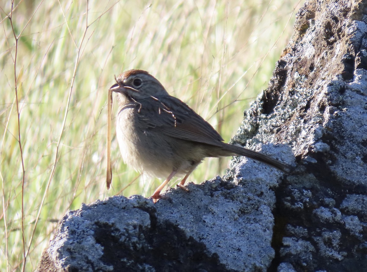 Rufous-crowned Sparrow - ML617378073