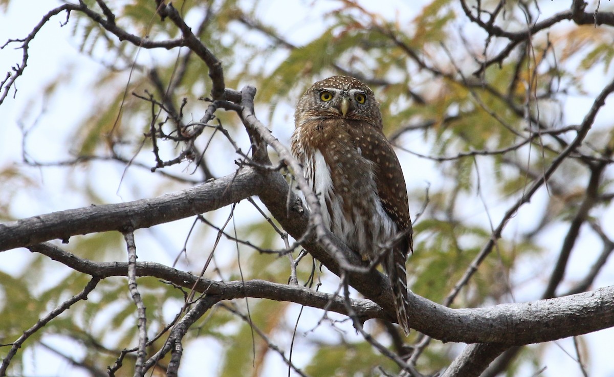 Northern Pygmy-Owl (Cape) - ML617378133