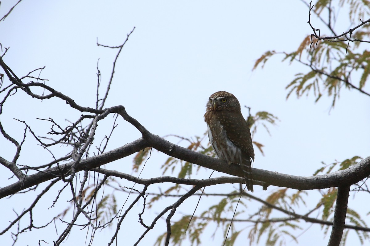 Northern Pygmy-Owl (Cape) - ML617378135