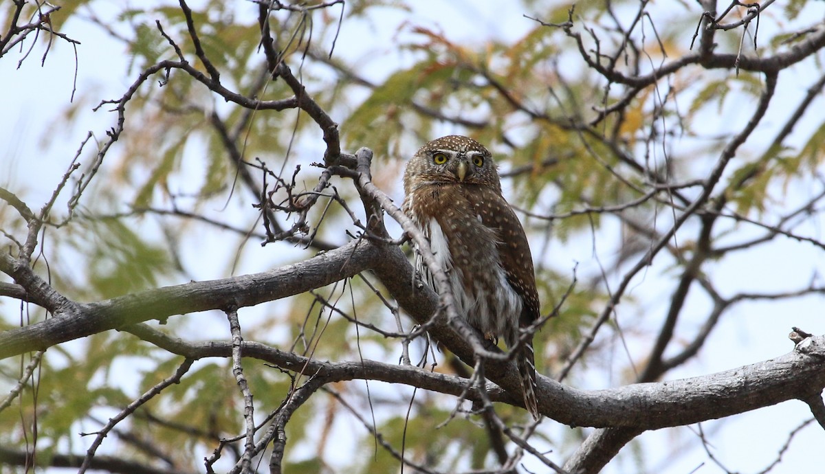 Northern Pygmy-Owl (Cape) - ML617378136
